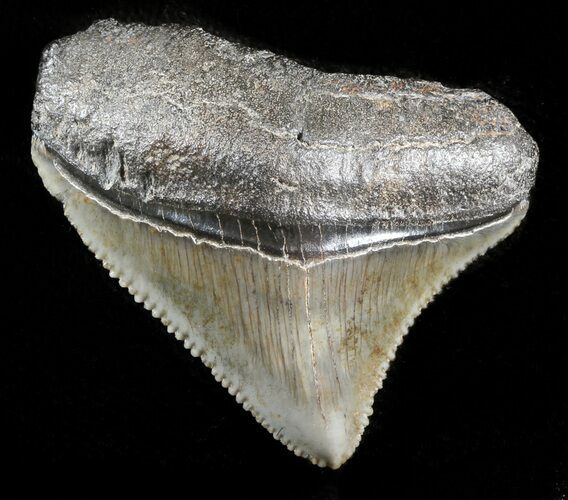 Serrated Posterior Juvenile Megalodon Tooth #45831
